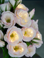 Светильник «Эустома»: нежный акцент для вашего интерьера