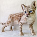 Бенгальская кошка — изображение 3