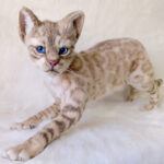 Бенгальская кошка — изображение 4