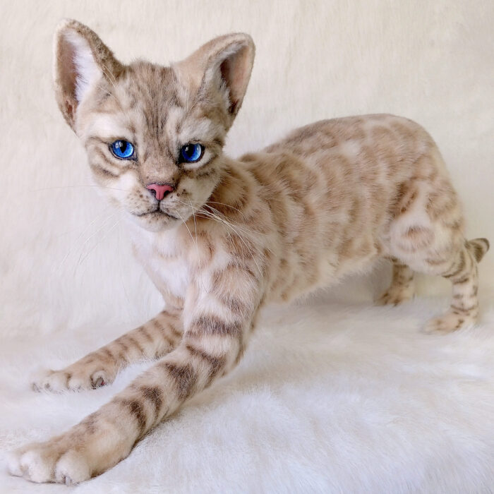 Бенгальская кошка — изображение 4