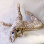 Бенгальская кошка — изображение 5