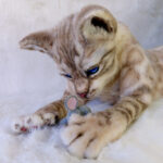 Бенгальская кошка — изображение 6