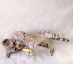 Бенгальская кошка — изображение 7