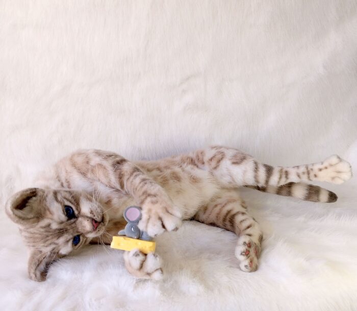 Бенгальская кошка — изображение 7