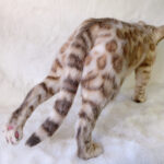 Бенгальская кошка — изображение 8