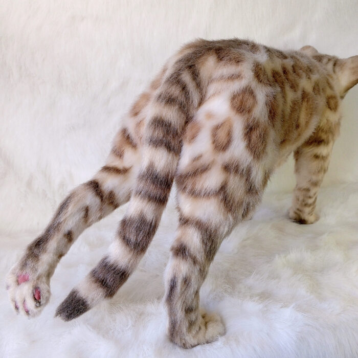 Бенгальская кошка — изображение 8