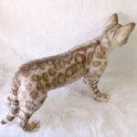 Бенгальская кошка — изображение 9