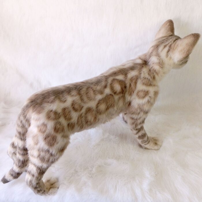 Бенгальская кошка — изображение 9