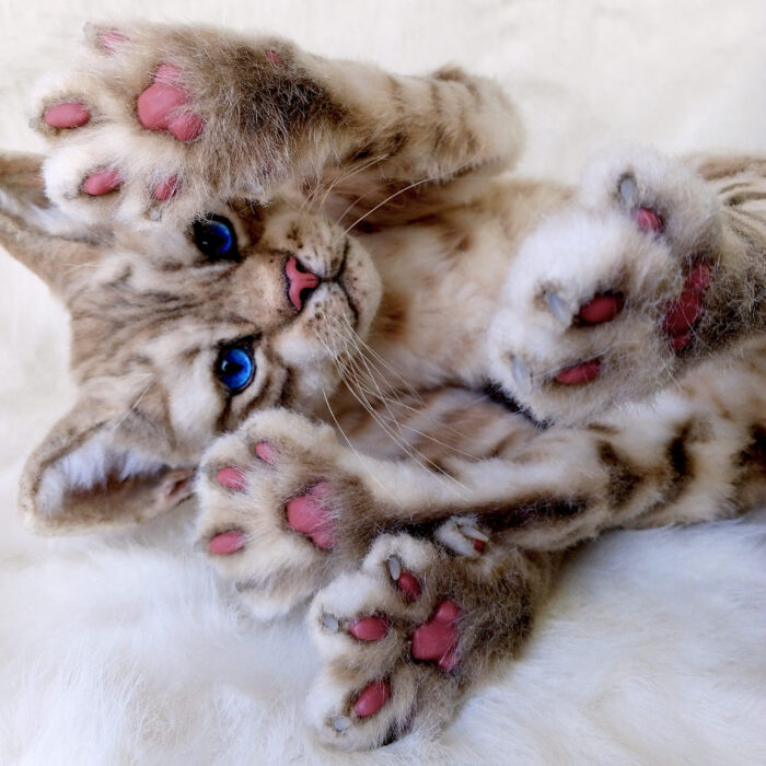 Бенгальская кошка — изображение 10