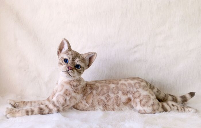 Бенгальская кошка — изображение 11