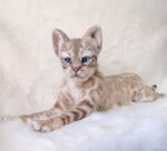 Бенгальская кошка