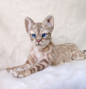 Бенгальская кошка