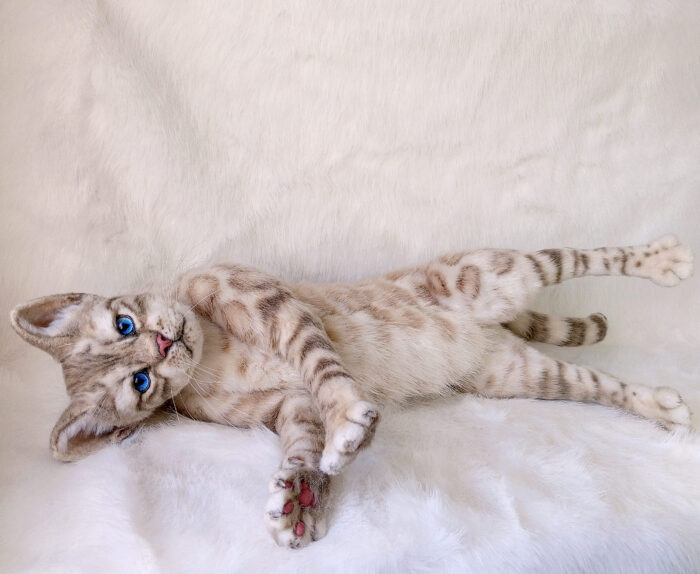 Бенгальская кошка — изображение 2
