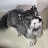 Домашний упитанный волчонок — пушистый хранитель уюта!