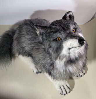 Домашний упитанный волчонок — пушистый хранитель уюта!