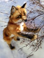 Рыжий лис — изображение 8