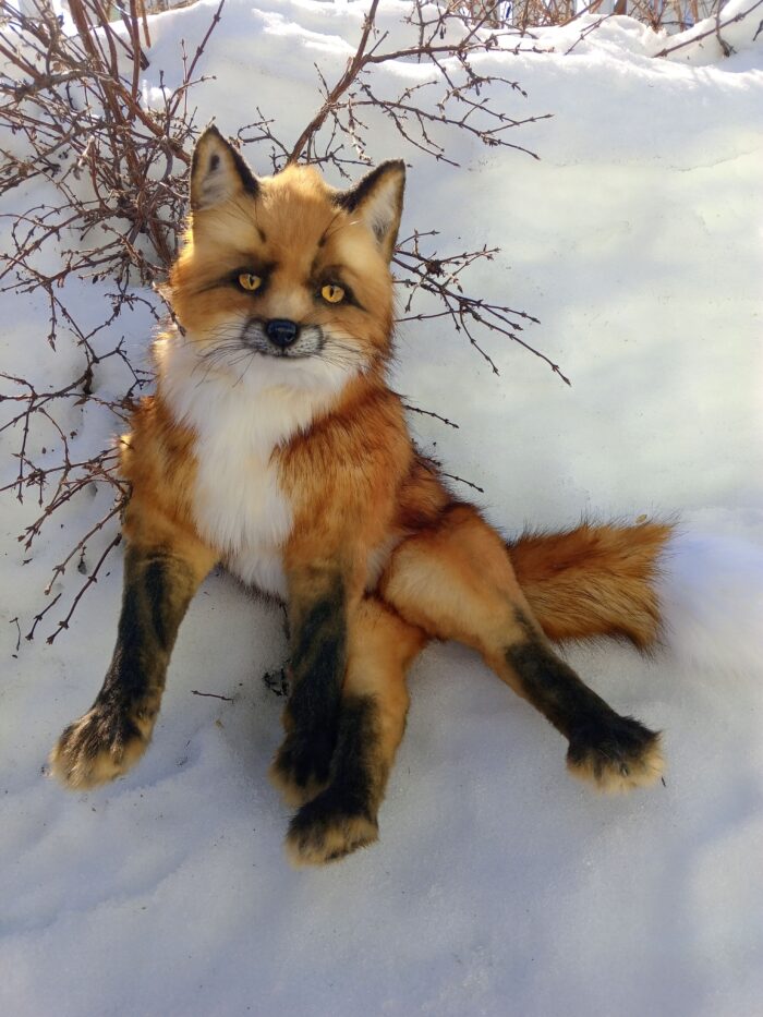 Рыжий лис — изображение 9