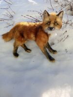 Рыжий лис — изображение 10