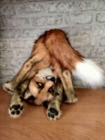 Рыжий лис — изображение 2