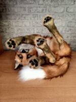 Рыжий лис — изображение 4