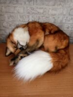 Рыжий лис — изображение 7