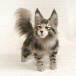 КОТЁНОК МЕЙН КУН 34 см Реалистичная игрушка ручной работы из искусственного меха — изображение 4