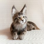 КОТЁНОК МЕЙН КУН 34 см Реалистичная игрушка ручной работы из искусственного меха — изображение 2