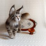 КОТЁНОК МЕЙН КУН 34 см Реалистичная игрушка ручной работы из искусственного меха — изображение 5