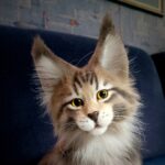 КОТЁНОК МЕЙН КУН 34 см Реалистичная игрушка ручной работы из искусственного меха — изображение 8