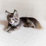 КОТЁНОК МЕЙН КУН 34 см Реалистичная игрушка ручной работы из искусственного меха — изображение 7