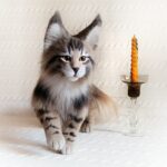 КОТЁНОК МЕЙН КУН 34 см Реалистичная игрушка ручной работы из искусственного меха