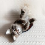КОТЁНОК МЕЙН КУН 34 см Реалистичная игрушка ручной работы из искусственного меха — изображение 6